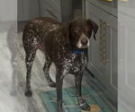 Small #1 German Shorthaired Pointer