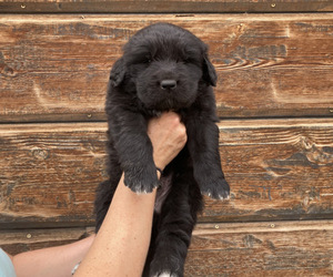 Great Pyrenees-Newfoundland Mix Puppy for sale in LOVELL, WY, USA