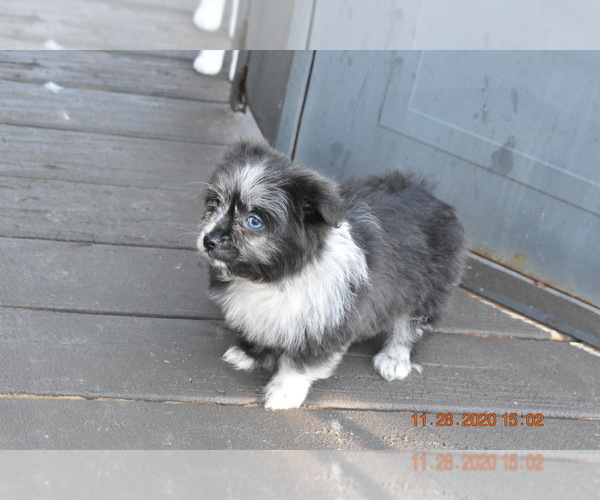 Medium Photo #7 Pom-Shi Puppy For Sale in DINWIDDIE, VA, USA