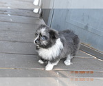 Small Photo #7 Pom-Shi Puppy For Sale in DINWIDDIE, VA, USA