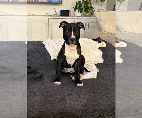 Medium Photo #3 Mutt Puppy For Sale in Holly Springs, NC, USA