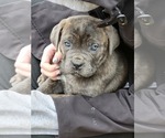 Small #1 Cane Corso