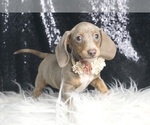 Puppy Pretty Girl ACA Dachshund