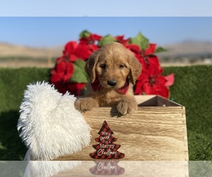 Australian Labradoodle Puppy for sale in PORTERVILLE, CA, USA