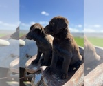 Small Photo #2 Labrador Retriever Puppy For Sale in PROSSER, WA, USA