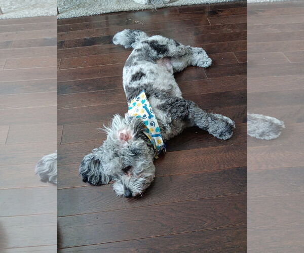 Medium Photo #9 Shih Tzu-Unknown Mix Puppy For Sale in Arlington, VA, USA