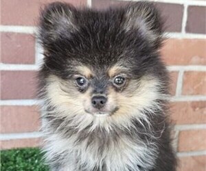 Pomeranian Puppy for sale in STUART, FL, USA