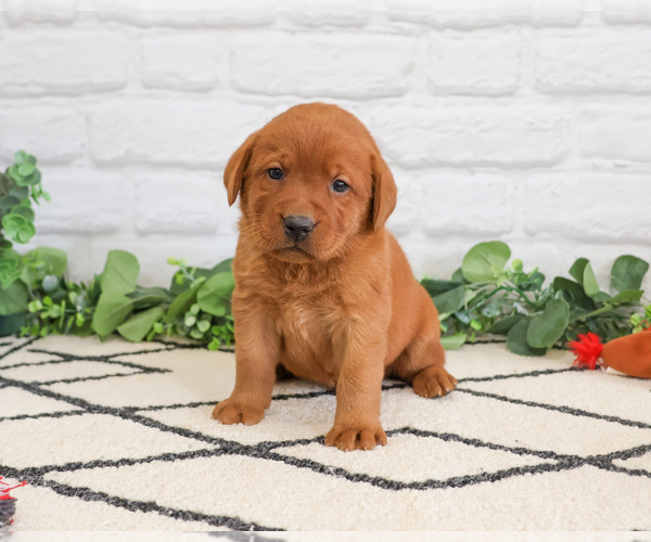 Medium Photo #4 Labrador Retriever Puppy For Sale in SYRACUSE, IN, USA