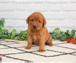 Small #3 Labrador Retriever