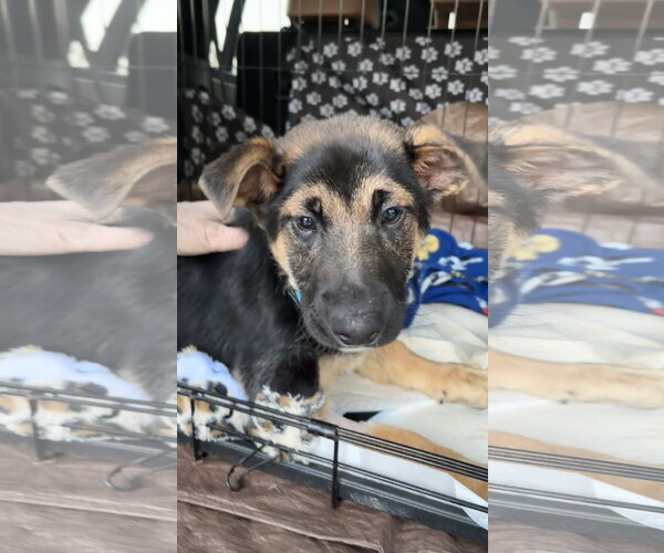 Medium Photo #1 German Shepherd Dog-Unknown Mix Puppy For Sale in Holly Springs, NC, USA