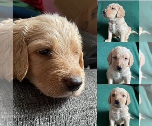 Labradoodle Puppy for sale in DURHAM, NC, USA