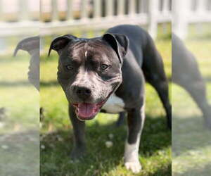 Father of the American Bully puppies born on 07/27/2026
