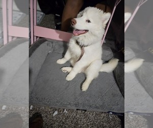 Siberian Husky Puppy for sale in LAS VEGAS, NV, USA