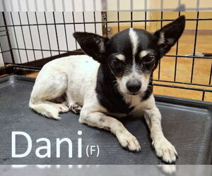 Chihuahua-Unknown Mix Dogs for adoption in Mountain View, AR, USA