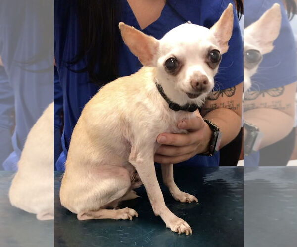 Medium Photo #5 Chihuahua Puppy For Sale in Lincolnwood, IL, USA