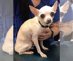 Small #4 Chihuahua