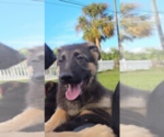 Small #3 German Shepherd Dog