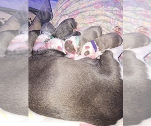 Boston Terrier Litter for sale in ROCHESTER, NH, USA