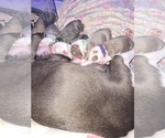 Image preview for Ad Listing. Nickname: Litter of 4