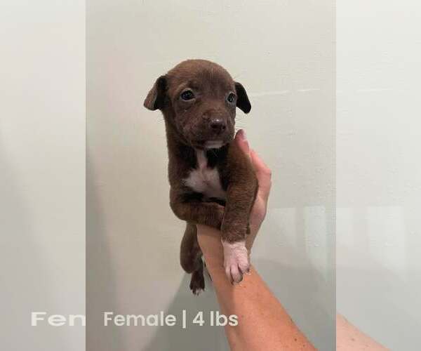 Medium Photo #2 Labrador Retriever-Unknown Mix Puppy For Sale in Royal Palm Beach, FL, USA