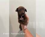 Small #1 Labrador Retriever Mix