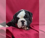Small Photo #6 Olde English Bulldogge Puppy For Sale in OXFORD, PA, USA