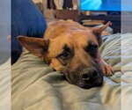 Small Photo #15 German Shepherd Dog-Unknown Mix Puppy For Sale in Minneapolis, MN, USA
