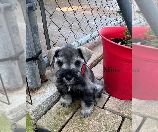 Medium Photo #12 Schnauzer (Miniature) Puppy For Sale in DELAFIELD, WI, USA