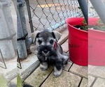 Puppy Mina Schnauzer (Miniature)
