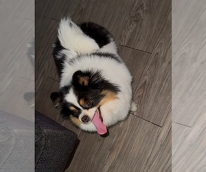 Pomeranian Puppy for sale in EASTVALE, CA, USA