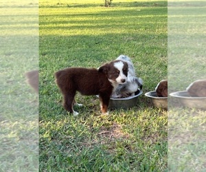 Miniature Australian Shepherd Puppy for sale in EAGLE LAKE, TX, USA