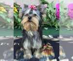 Small #1 Yorkshire Terrier
