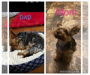 Father of the Yorkshire Terrier puppies born on 10/17/2021
