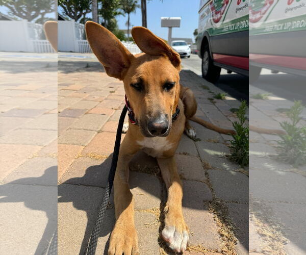 Medium Photo #2 Mutt Puppy For Sale in Newport Beach, CA, USA