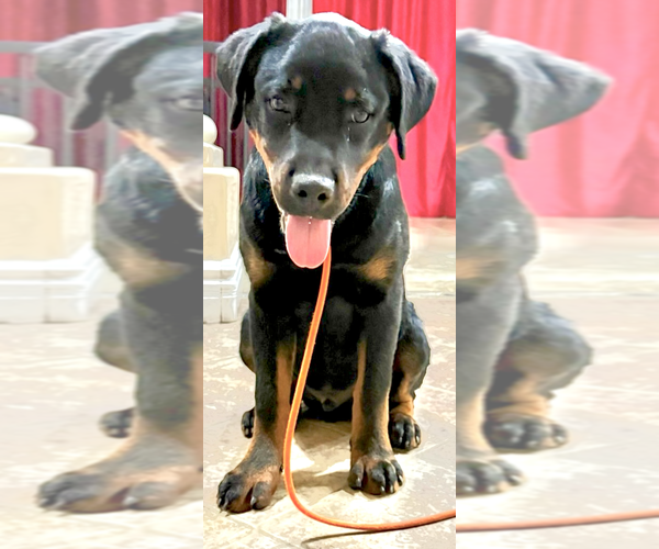 Medium Photo #3 Rottweiler Puppy For Sale in Gilbert, AZ, USA