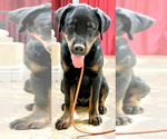 Small #2 Rottweiler