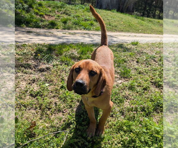 Medium Photo #10 Mutt Puppy For Sale in Vail, AZ, USA