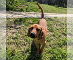 Small #9 Mutt