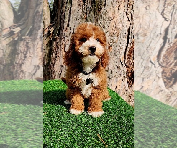 Medium Photo #3 Cavapoo (Miniature) Puppy For Sale in INDIANAPOLIS, IN, USA