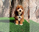 Small #2 Cavapoo (Miniature)