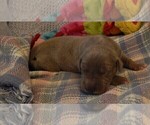 Small Photo #109 Great Dane Puppy For Sale in SPRAGGS, PA, USA