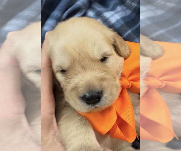 Medium Photo #1 Golden Retriever Puppy For Sale in FREMONT, OH, USA