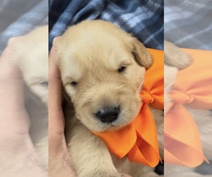 Golden Retriever Puppy for sale in FREMONT, OH, USA