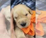 Image preview for Ad Listing. Nickname: Orange Boy