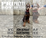 Image preview for Ad Listing. Nickname: PrettyBoy Floyd