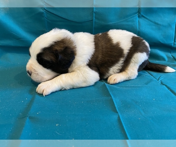 Medium Photo #4 Saint Bernard Puppy For Sale in LE MARS, IA, USA