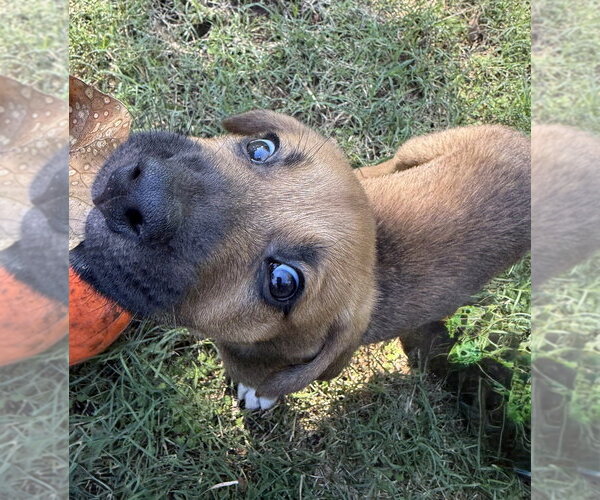 Medium Photo #4 Mutt Puppy For Sale in OKLAHOMA CITY, OK, USA