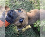Small Photo #4 Mutt Puppy For Sale in OKLAHOMA CITY, OK, USA