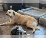 Small #5 Irish Terrier Mix