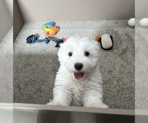 Maltese Puppy for sale in LOWELL, MA, USA